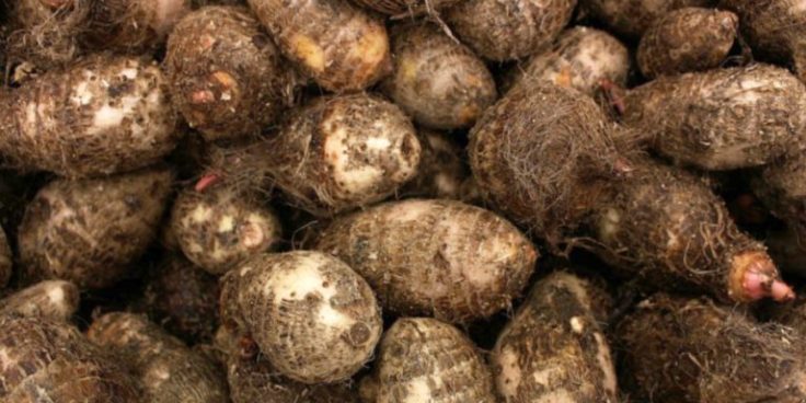 Health Benefits Of&nbsp;Cocoyam