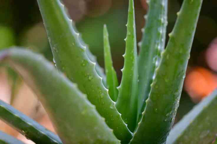 Health Benefits Of Drinking Aloe Vera&nbsp;Juice