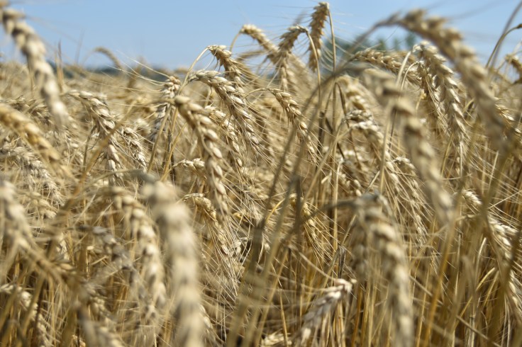 Importance Of Eating&nbsp;Wheat