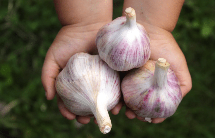 7 Ways You Can Use&nbsp;Garlic