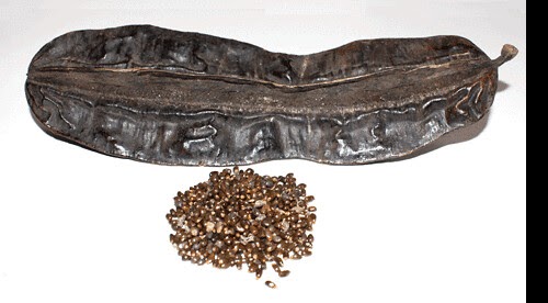 Health Benefits Of Tetrapleura Tetraptera Prekese DoctorPanie health-benefits-of-tetrapleura-tetraptera-prekese-doctorpanie