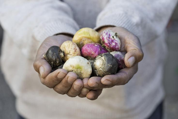 Health Benefits And Side Effects Of Maca&nbsp;Root