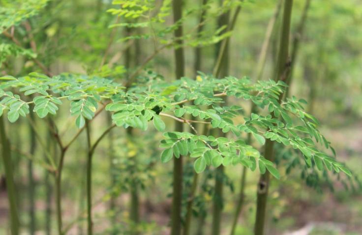 Health Benefits Of&nbsp;Moringa