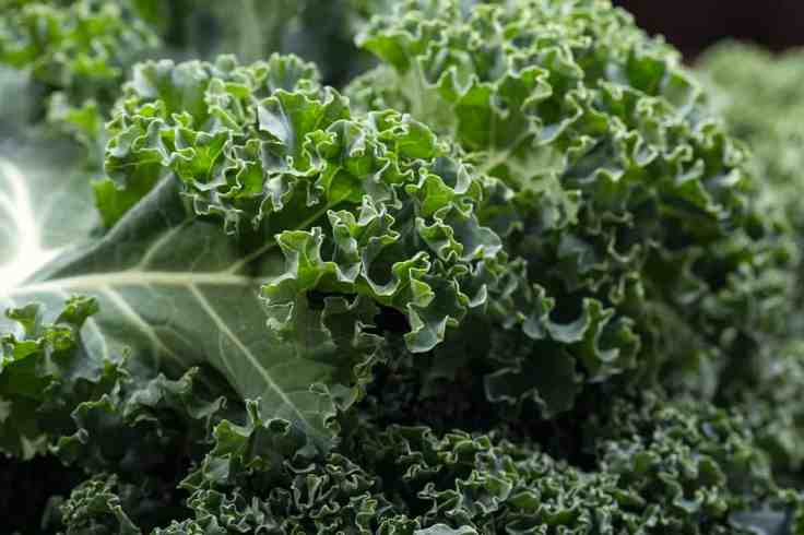 Health Benefits Of&nbsp;Kale