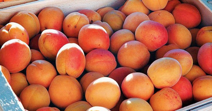 Health Benefits Of&nbsp;Apricot