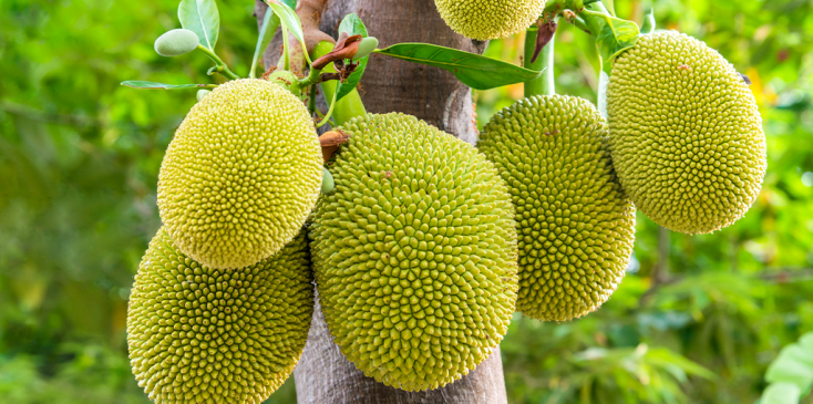 Health Benefits Of “Jack Of All Fruits”&nbsp;Jackfruit