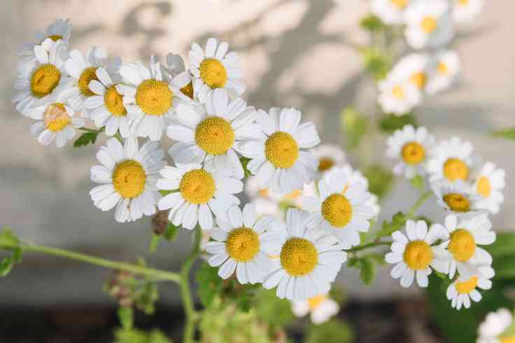 You Should Know About These 7 Health Benefits Of Chamomile&nbsp;Oil