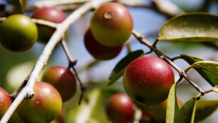 8 Health Benefits Of Camu&nbsp;Camu