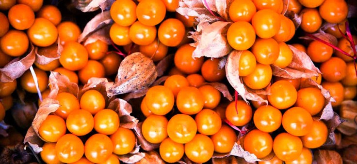 7 Health Benefits Of&nbsp;Aguaymanto