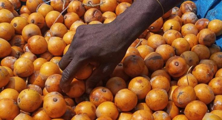 Health Benefits Of African Star&nbsp;Apple