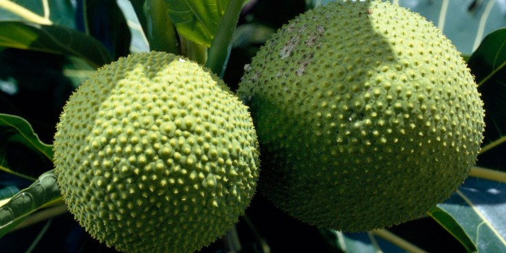 10 Health Benefits Of&nbsp;Breadfruit