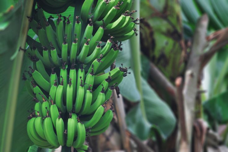 Health Benefits Of&nbsp;Plantains