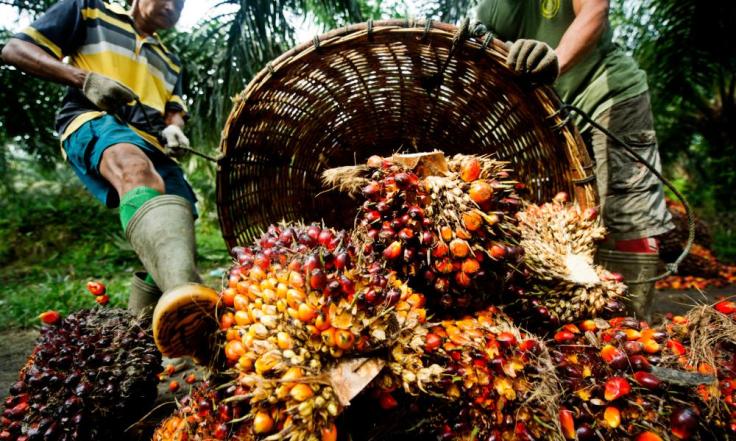 Why Palm Oil is Essential in Our Daily&nbsp;Lives