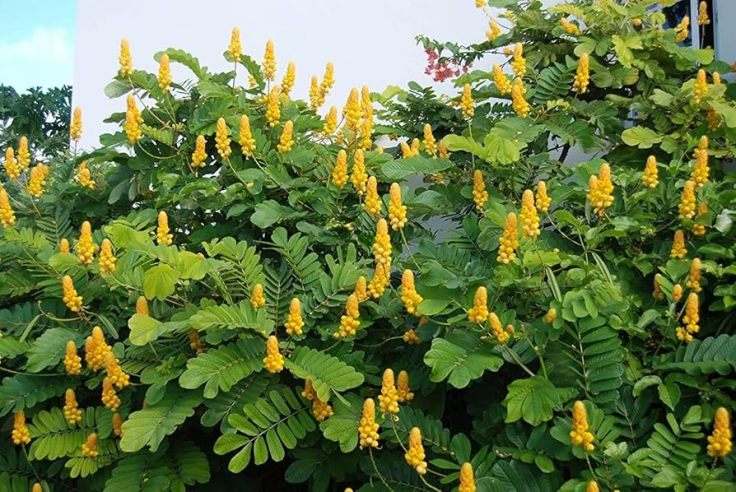 Benefits of Candlestick Cassia: Nature’s Healing&nbsp;Power